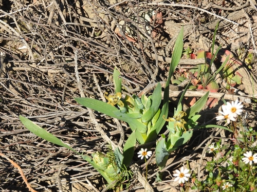 Image of Ferraria uncinata by (c) Noeleen du Toit, some rights reserved (CC BY-SA)
