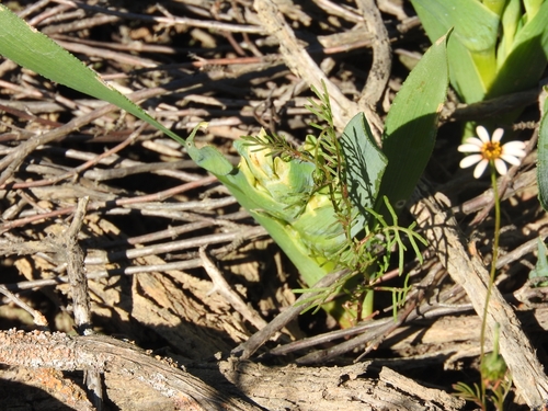 Image of Ferraria uncinata by (c) Noeleen du Toit, some rights reserved (CC BY-SA)