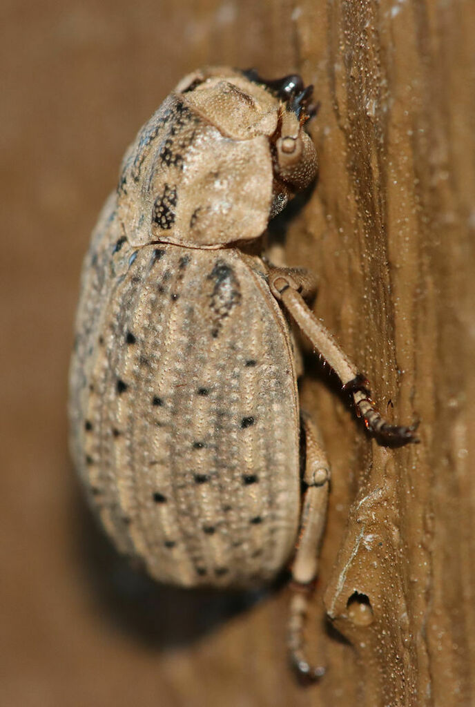 Hide beetle (Omorgus suberosus)