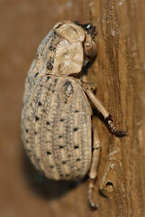 Hide beetle (Omorgus suberosus)