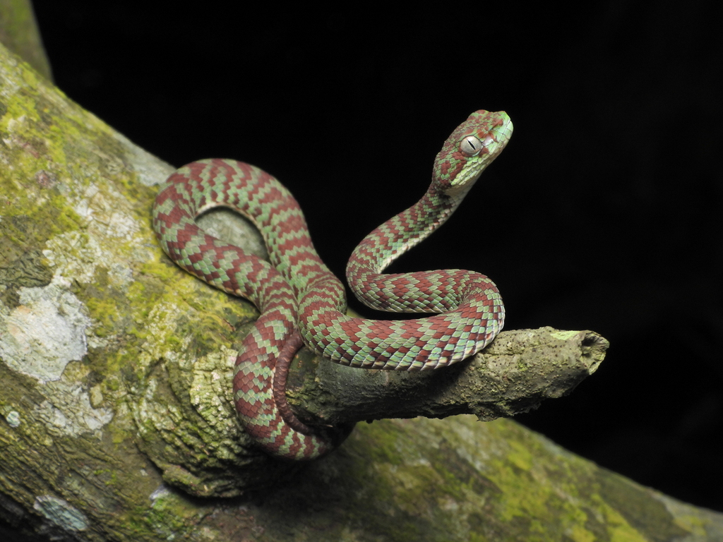Brown-Spotted Pit Viper
