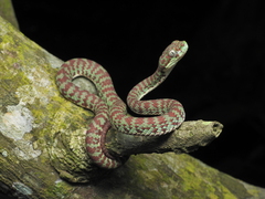 Brown-Spotted Pit Viper photo 1