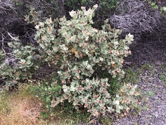 Malacothamnus palmeri