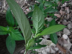 Barleria