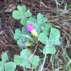 Oxalis tetraphylla