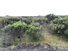 Malacothamnus palmeri