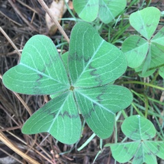 Oxalis tetraphylla