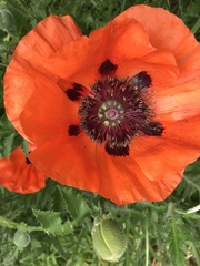 Papaver orientale