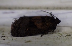 Cryptaspasma bipenicilla