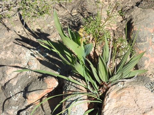 Image of Ferraria uncinata by (c) Noeleen du Toit, some rights reserved (CC BY-SA)