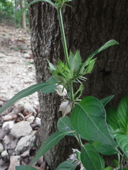 Barleria