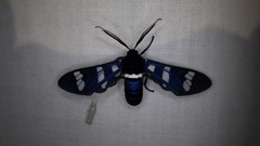 Syntomeida syntomoides