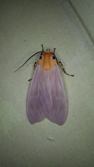 Halysidota leda