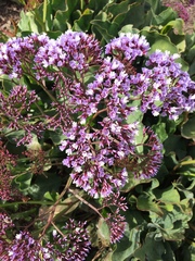 Limonium perezii
