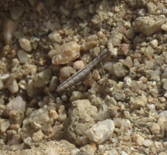 Litaneutria pacifica