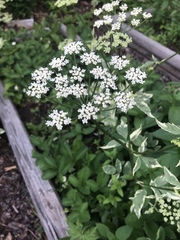 Aegopodium