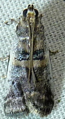 Acrobasis tumidulella