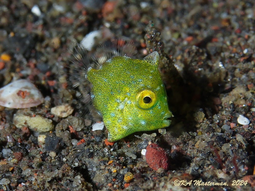 Diamond Leatherjacket