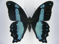 Papilio chrapkowskii