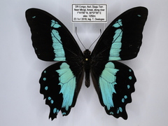 Papilio chrapkowskii