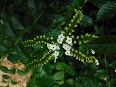 Heliotropium angiospermum