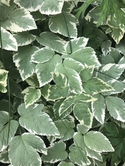 Aegopodium