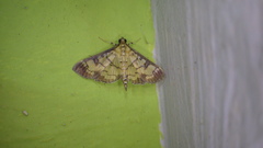 Ategumia matutinalis