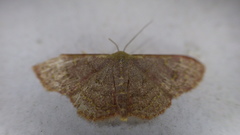 Leptostales terminata