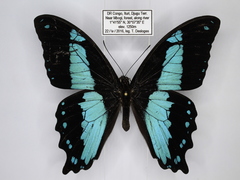Papilio chrapkowskii