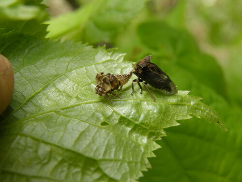 Paprastoji Kuprotoji Cikada
