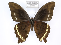 Papilio chrapkowskii