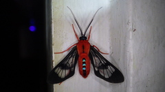 Cosmosoma demantria