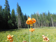 Lilium pardalinum shastense