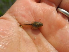 Hyla intermedia