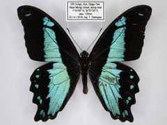 Papilio chrapkowskii