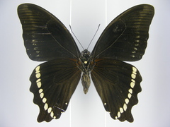 Papilio chrapkowskii