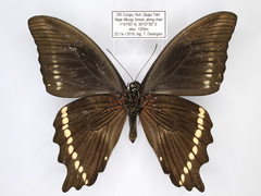 Papilio chrapkowskii