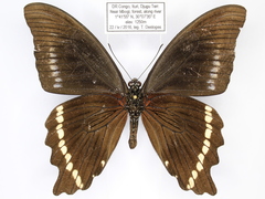 Papilio chrapkowskii