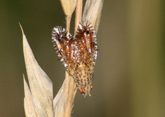 Paracantha culta