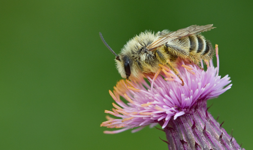 Common Pantaloon Bee, photo 4 of 10