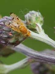 Xyphosia miliaria