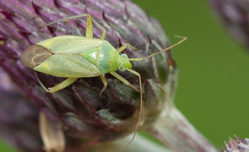 Potato Mirid
