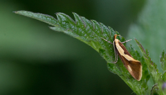 Harpella forficella