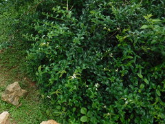 Heliotropium angiospermum