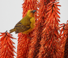 Cape Weaver photo 1