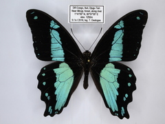 Papilio chrapkowskii