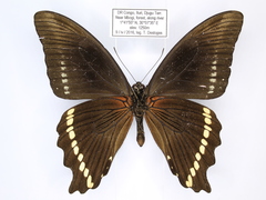 Papilio chrapkowskii