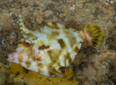 Matted Leatherjacket photo 2