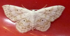 Idaea obfusaria