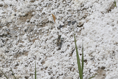 Cicindela parowana platti